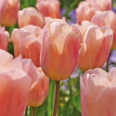 Van Zyverden Apricot Beauty Tulips, Set of 12 Bulbs