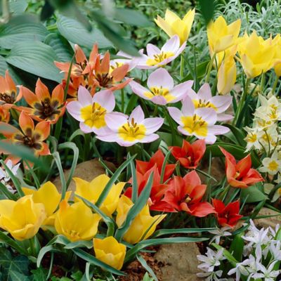 Van Zyverden Little Treasures Tulips Collection, Set of 50 Bulbs