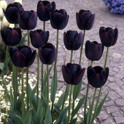 Van Zyverden Queen of Night Tulips, Set of 12 Bulbs