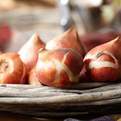 Image showing  Queen of Night Tulips, Set of 12 Bulbs