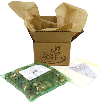 Image showing  Queen of Night Tulips, Set of 12 Bulbs