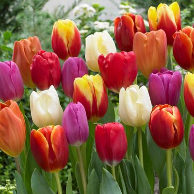 Van Zyverden Triumph Tulip Mixture, Set of 25 Bulbs