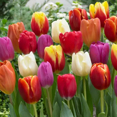 Mixed Van Zyverden Triumph tulips set of 25 bulbs Perennials