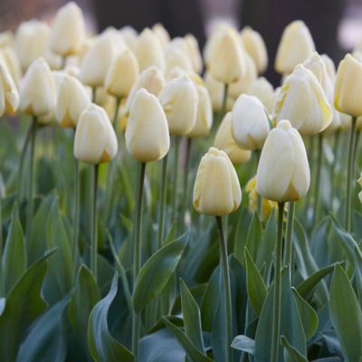 Van Zyverden Ivory Floradale Tulips, Set of 12 Bulbs