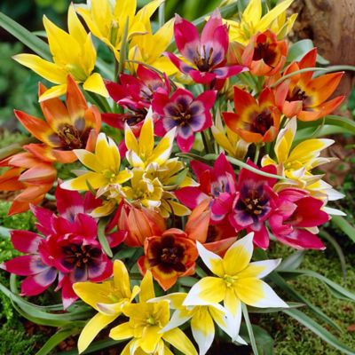 Van Zyverden Perennial Tulip Mixture, Set of 100 Bulbs