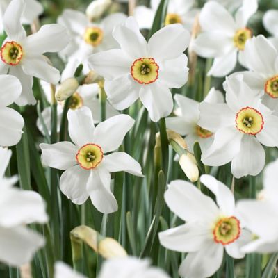 Van Zyverden Pheasant's Eye Daffodil Plant, 12 Bulbs