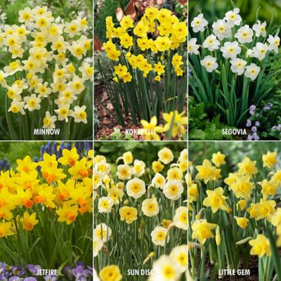 Van Zyverden Award-Winning Perennial Deer-Resistant Daffodil Blend, 30 Bulbs