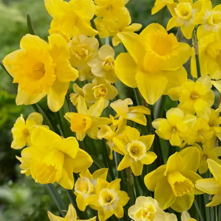 Van Zyverden Season of Sunshine Daffodil Plant Mix 25 Bulbs Perennials