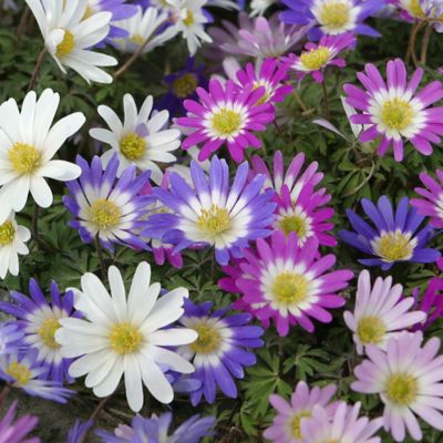 Van Zyverden Wind Flowers Anemone Blanda Plant Mix, 25 Bulbs