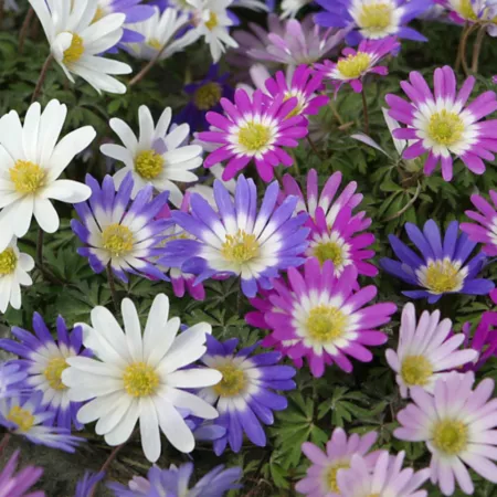 Van Zyverden Wind Flowers Anemone Blanda Plant Mix 25 Bulbs Perennials