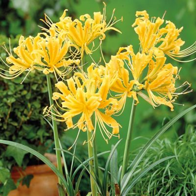 Van Zyverden Aurea Lycoris, Set of 6 Bulbs