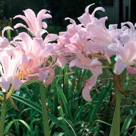 Van Zyverden Squamigera Lycoris set of 6 ampoules Perennials