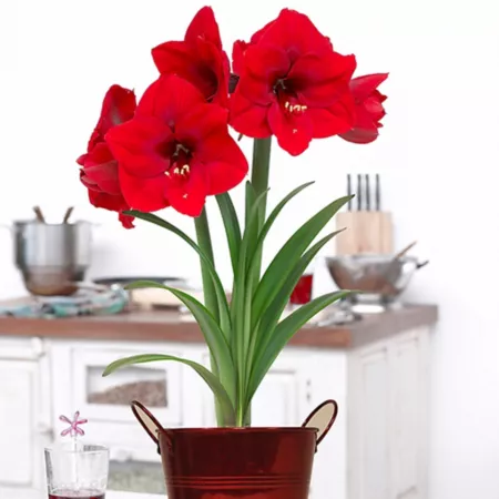 Van Zyverden Red Lion Amaryllis Plant Kit with Decorative Artisan Flower Pot 1 Bulb Perennials