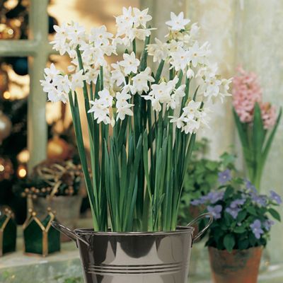 Van Zyverden 5 in. Paperwhite Plant Kit with Artisan Decorative Planter