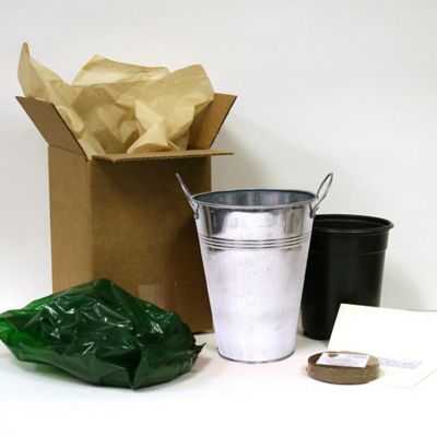 Image showing  5 in. Paperwhite Plant Kit with Artisan Decorative Planter