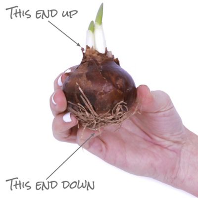 Image showing  5 in. Paperwhite Plant Kit with Artisan Decorative Planter