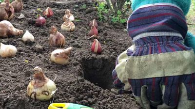 Image showing  5 in. Paperwhite Plant Kit with Artisan Decorative Planter