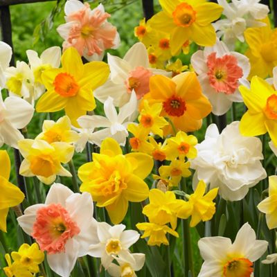 Van Zyverden Kitchen Sink Daffodil Plant Mix, 25 Bulbs