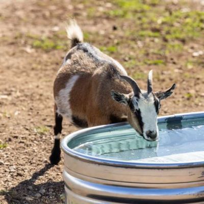Image showing  44 gal. 2-1-4 Galvanized Round End Sheep Stock Tank