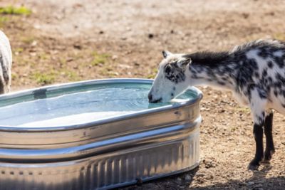 Image showing  44 gal. 2-1-4 Galvanized Round End Sheep Stock Tank