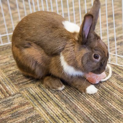 Image showing  Himalayan Salt on a Rope Small Pet Chew Treat, 1 oz.