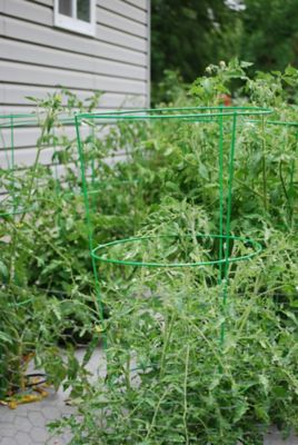 Image showing  54 in. Heavy-Duty Green Tomato Cage