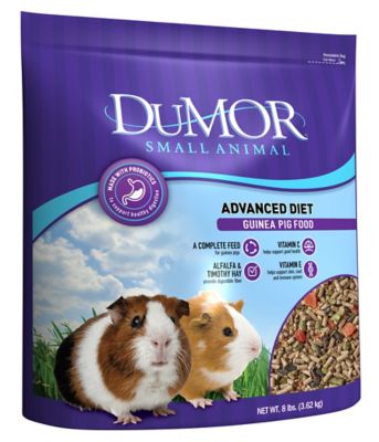 guinea pig supplies near me