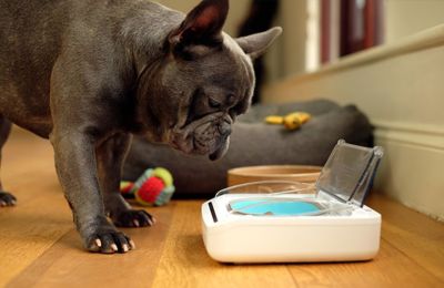 Sureflap Sealed Pet Bowl At Tractor Supply Co