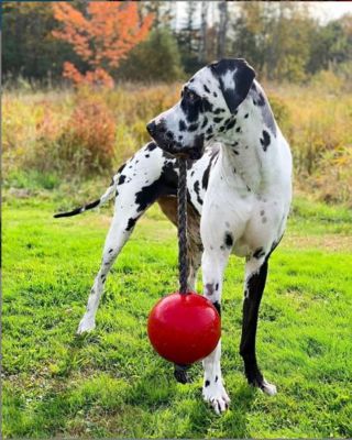 Image showing  Romp-n-Roll Ball Dog Toys, 8 in., Red