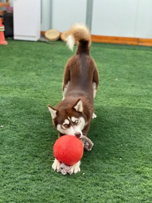 Image showing  Romp-n-Roll Ball Dog Toys, 8 in., Red