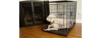 Image showing  2-Door Metal Foldable Pet Training Crate with Divider