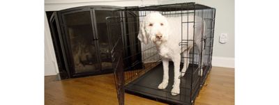 Image showing  2-Door Metal Foldable Pet Training Crate with Divider