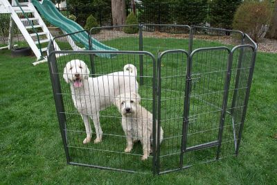 Image showing  Heavy-Duty Pet Exercise and Training Pen
