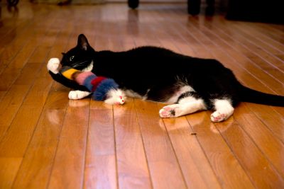 Image showing  Multi-Colored Fur Weasel Cat Toys, 2-Pack