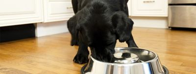 Image showing  6-Cup Slow Feed Stainless Steel Pet Bowl