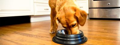 Image showing  Color Splash Stripe Non-Skid Stainless Steel Pet Bowl for Dog or Cat, 1 pk., 92175