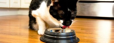 Image showing  Color Splash Stripe Non-Skid Stainless Steel Pet Bowl for Dog or Cat, 1 pk., 92175