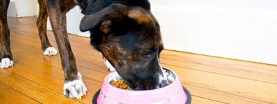 Image showing  Color Splash Stripe Non-Skid Stainless Steel Pet Bowl for Dog or Cat, 1-Pack, 92171