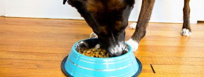 Image showing  Color Splash Stripe Non-Skid Stainless Steel Pet Bowl for Dog or Cat, 1-Pack, 92172