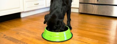 Image showing  Color Splash Stripe Non-Skid Stainless Steel Pet Bowl for Dog or Cat, 1 pk., 92174