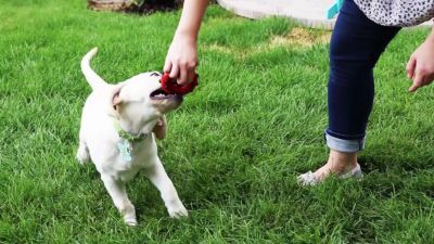Image showing  Dotz Circle Dog Chew Toy, Large