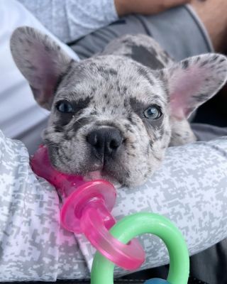 Image showing  Nyla Puppy Chew Teething Pacifier