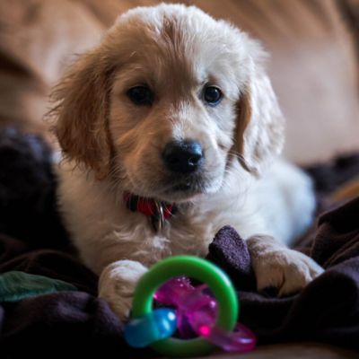 Image showing 9 th Nylabone Nyla Puppy Chew Teething Pacifier