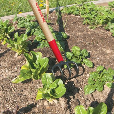 Image showing  4-Tine Forged Garden Cultivator