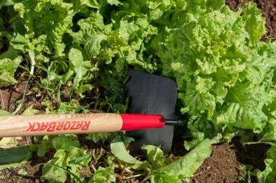 Image showing  60 in. North American Hardwood Handle Meadow Garden Hoe