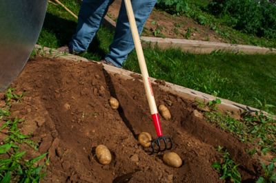 Image showing  6.5 in. Steel 4-Tine Potato Fork/Refuse Hook with 54 in. Hardwood Handle