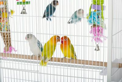 Image showing  Wrought Iron Flight Cage with Stand Chalk, White