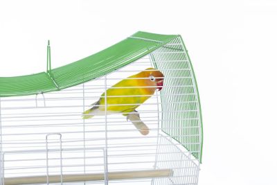 Image showing  South Beach Wave Top Bird Cage, Lime