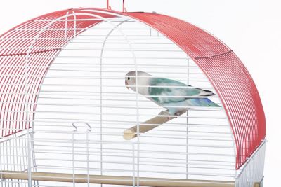 Image showing  South Beach Dome Top Bird Cage, Coral