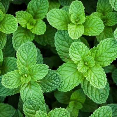 Burpee 4 in. Spearmint Herbs, 2 pc.